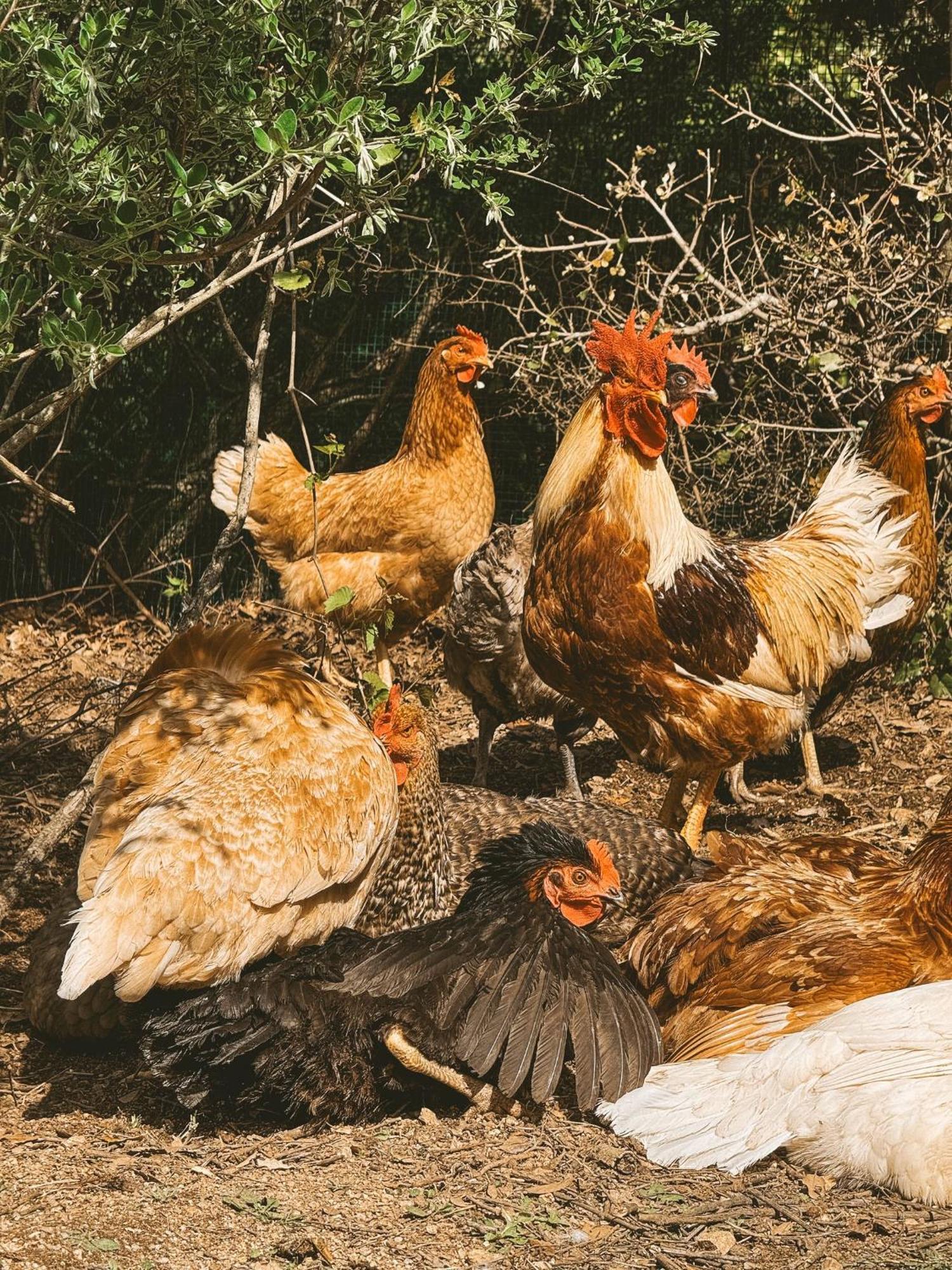 Agriturismo Il Muto Di Gallura Aggius Екстериор снимка
