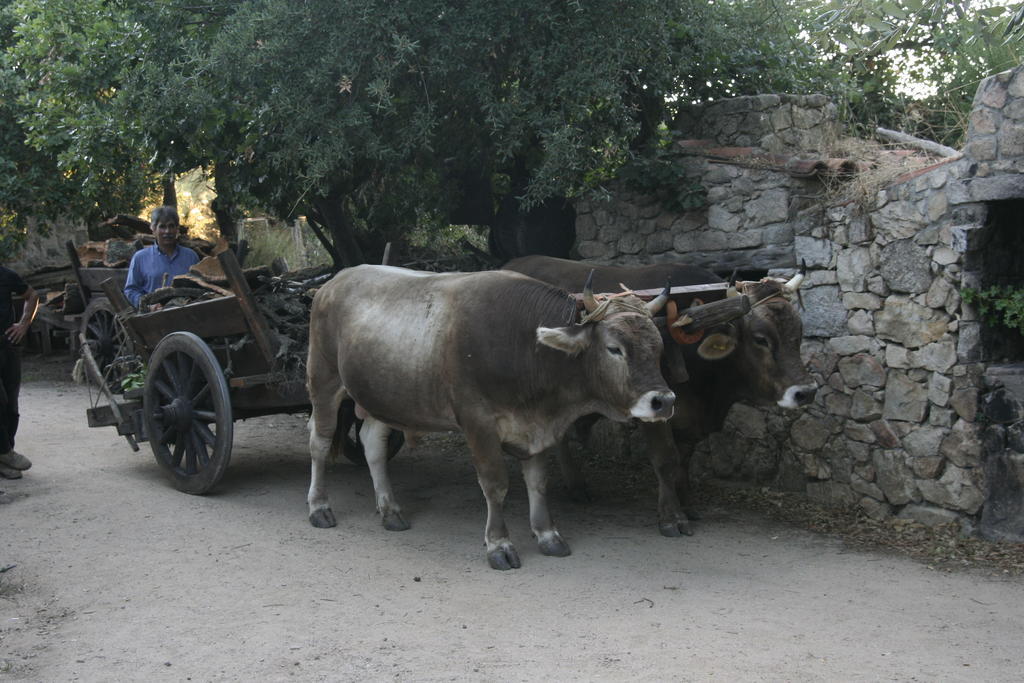 Agriturismo Il Muto Di Gallura Aggius Екстериор снимка