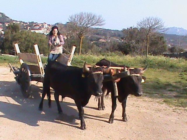 Agriturismo Il Muto Di Gallura Aggius Екстериор снимка