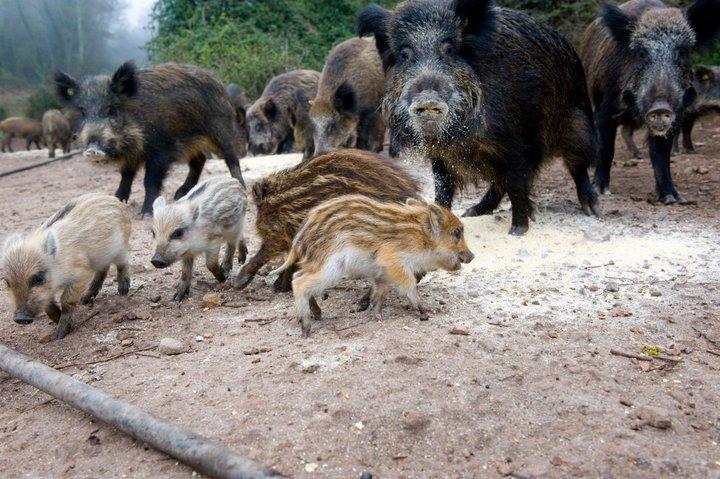 Agriturismo Il Muto Di Gallura Aggius Екстериор снимка