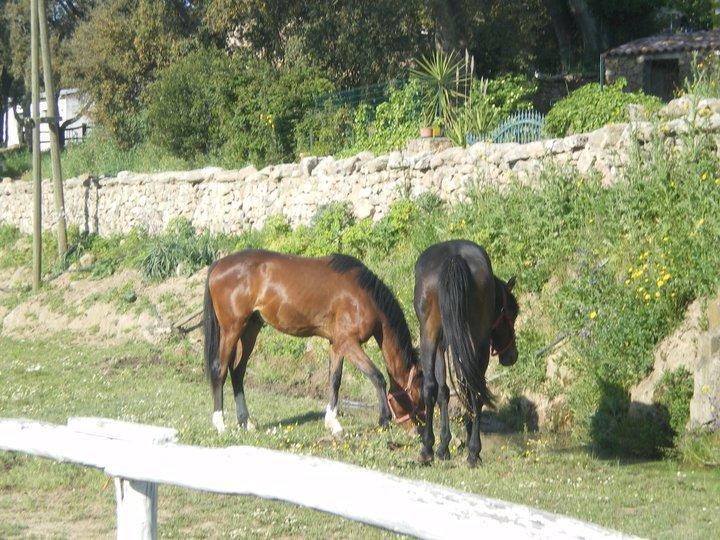 Agriturismo Il Muto Di Gallura Aggius Екстериор снимка