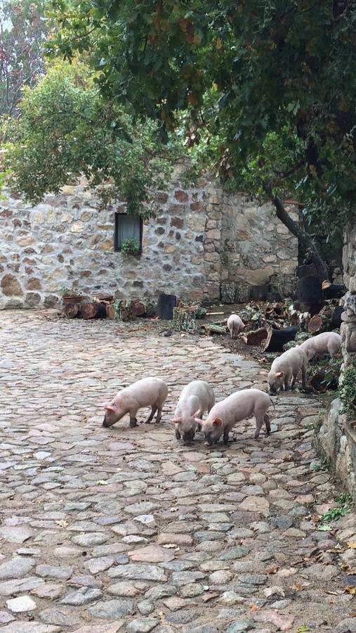 Agriturismo Il Muto Di Gallura Aggius Екстериор снимка