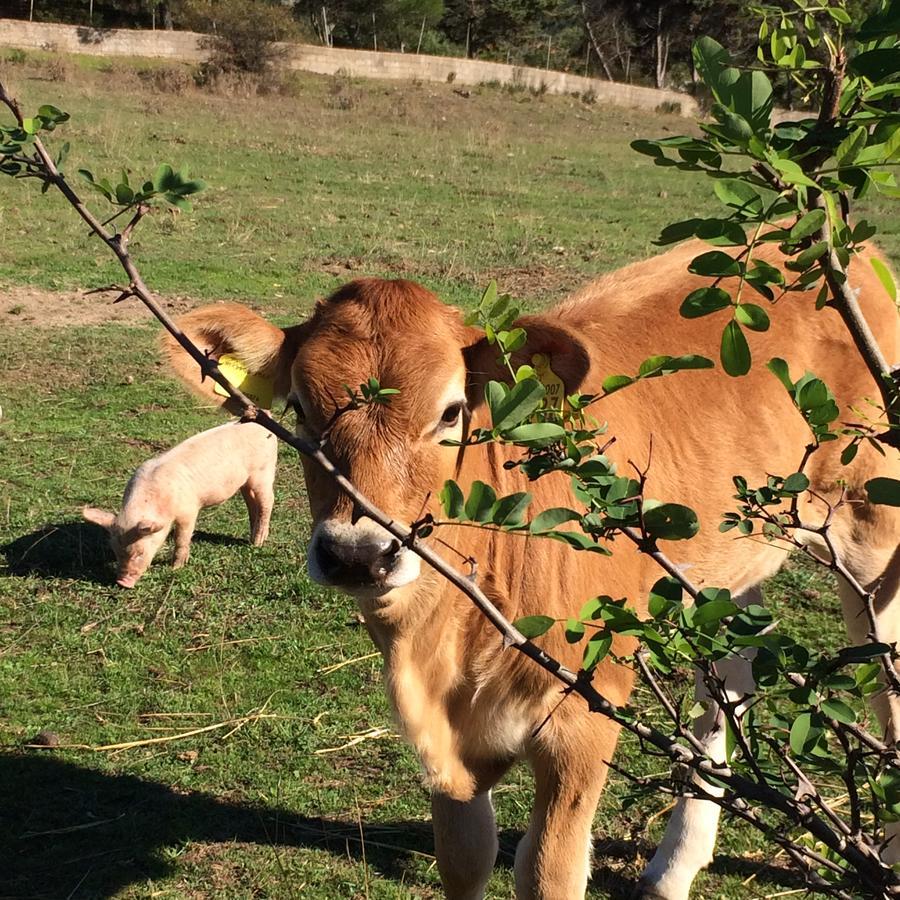 Agriturismo Il Muto Di Gallura Aggius Екстериор снимка