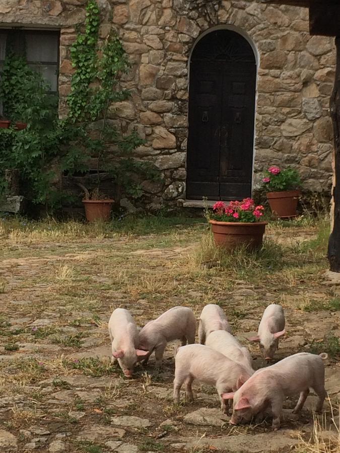 Agriturismo Il Muto Di Gallura Aggius Екстериор снимка